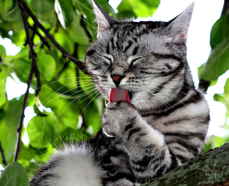 Кошка умывается лапкой