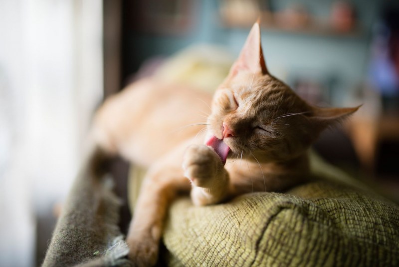 Кот лижет кота