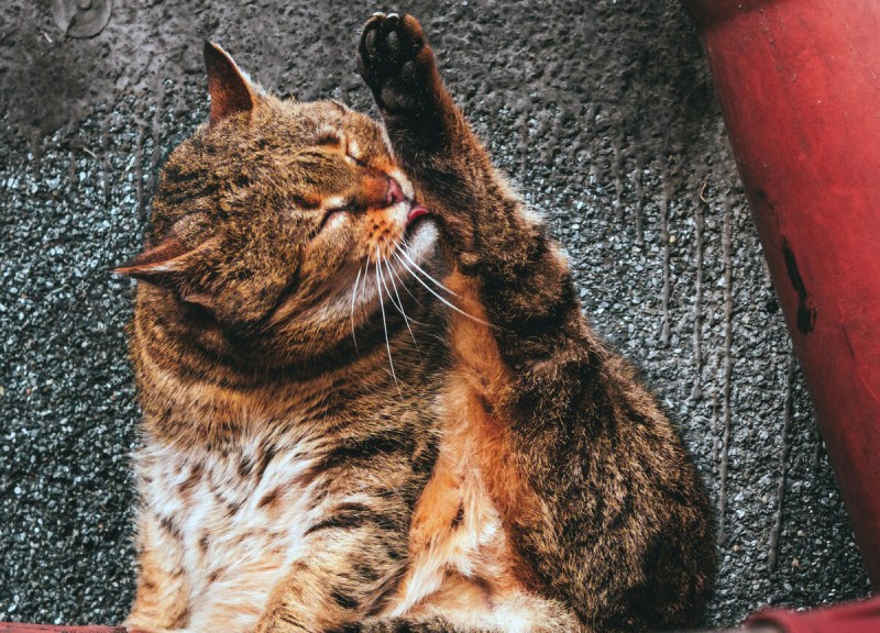 Человек лижет кота
