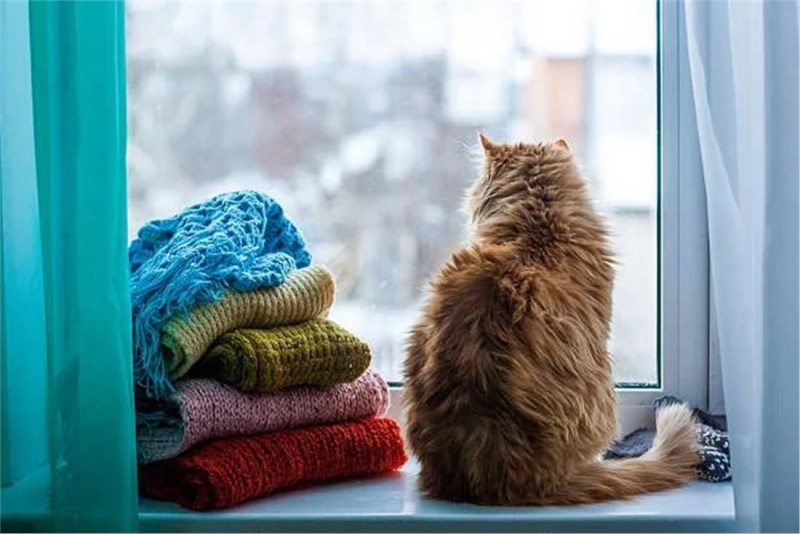 Котик в шарфике