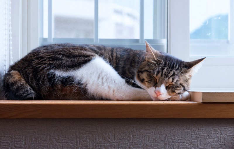 Кот лежит на окне