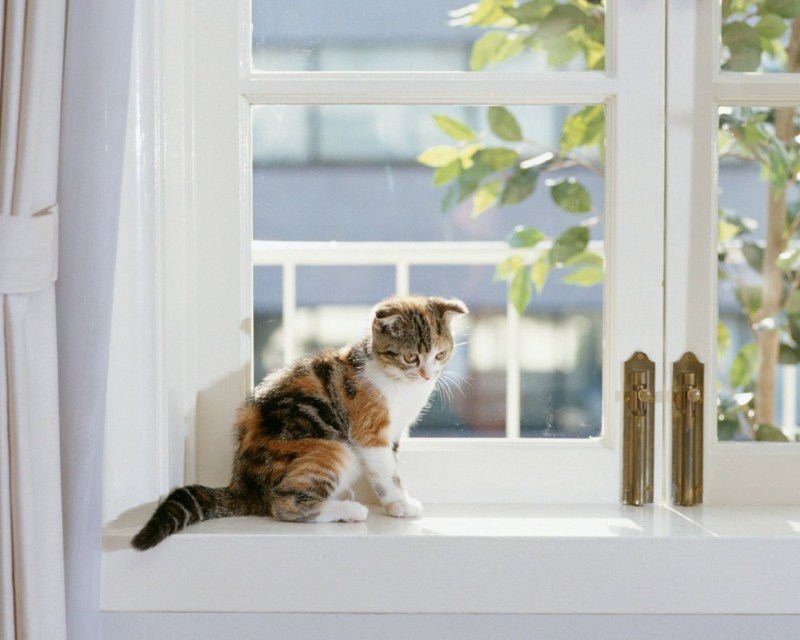 Котик на подоконнике