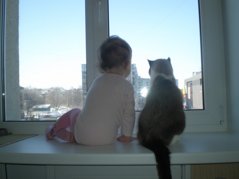 Кот сидит на подоконик