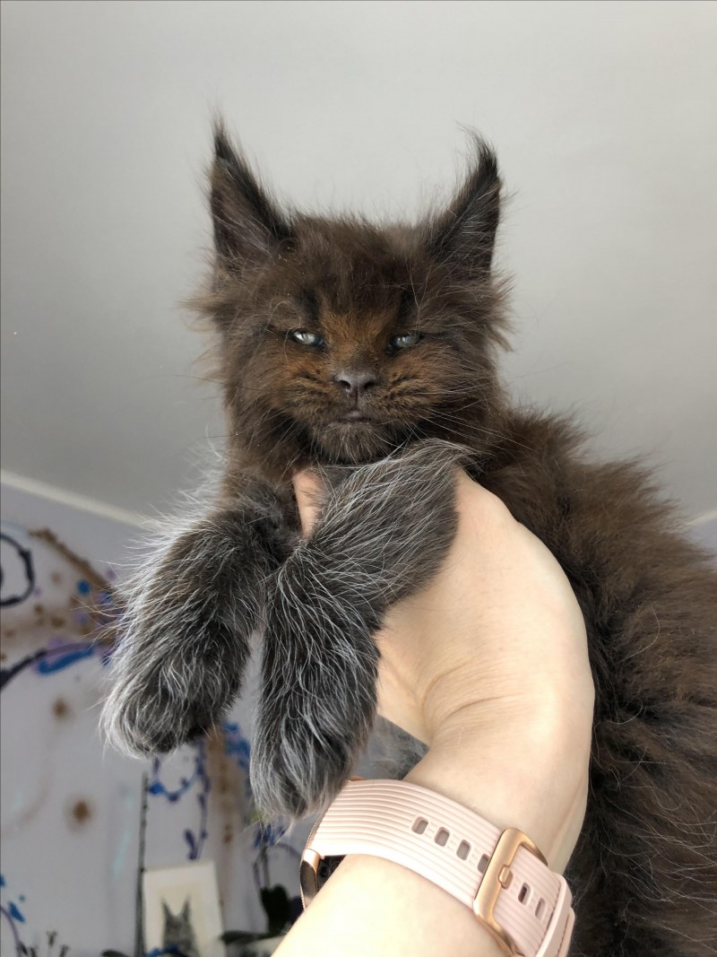 Подстриженный кот Мейн кун