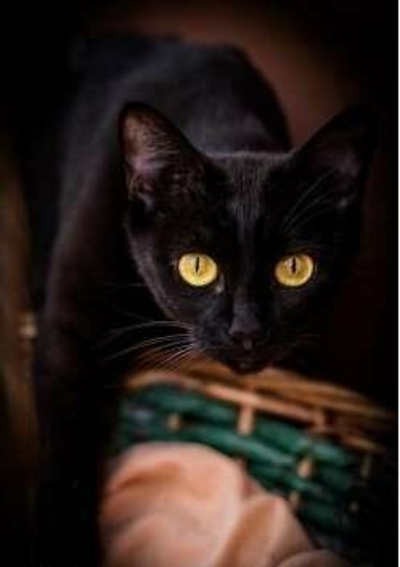Черная кошка с желтыми глазами