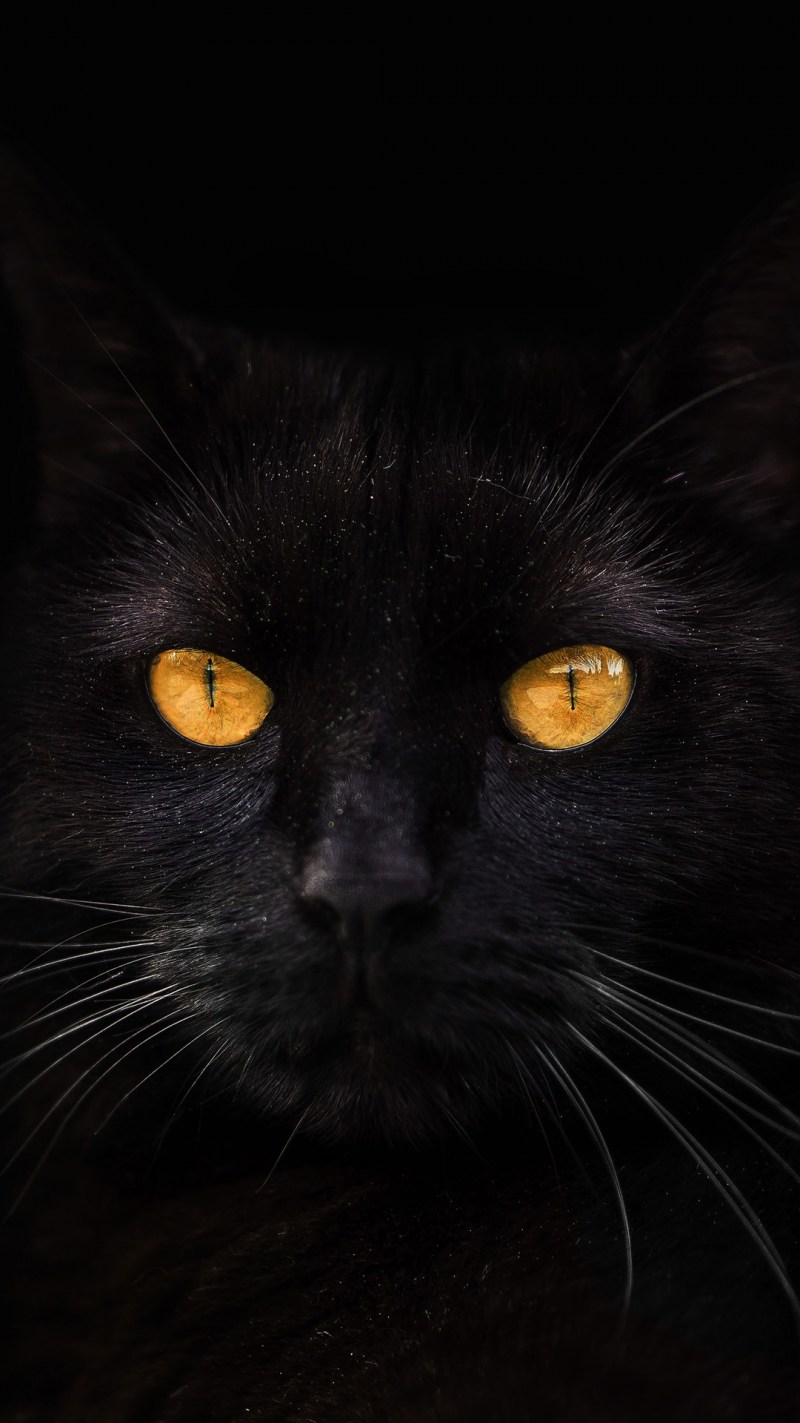 Чёрные коты с жёлтыми глазами