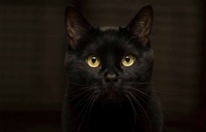 Чёрные коты с жёлтыми глазами