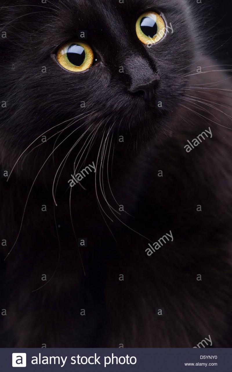 Черная кошка с желтыми глазами
