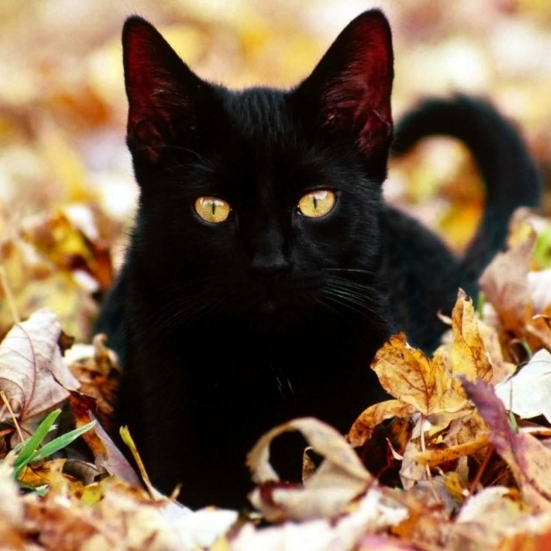 Черные коты