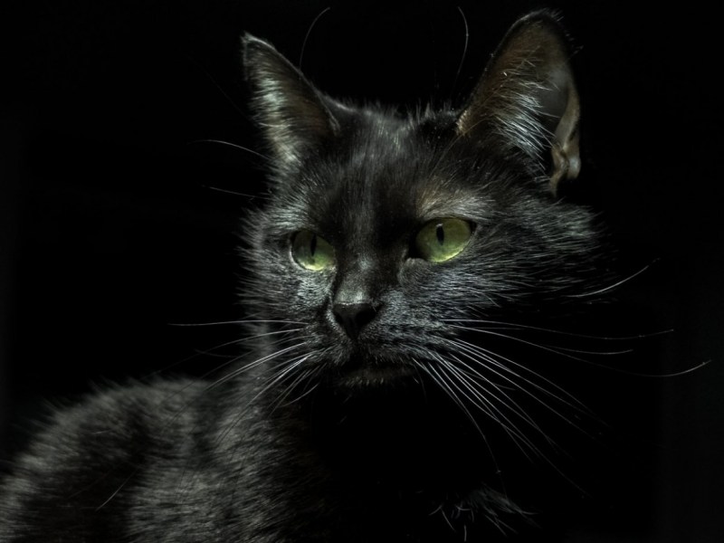 Черная кошка с зелеными глазами