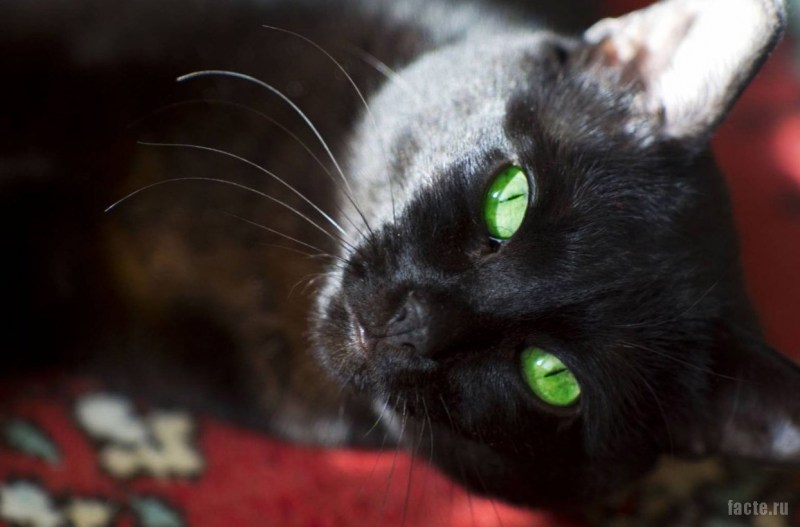 Красивая черная кошка