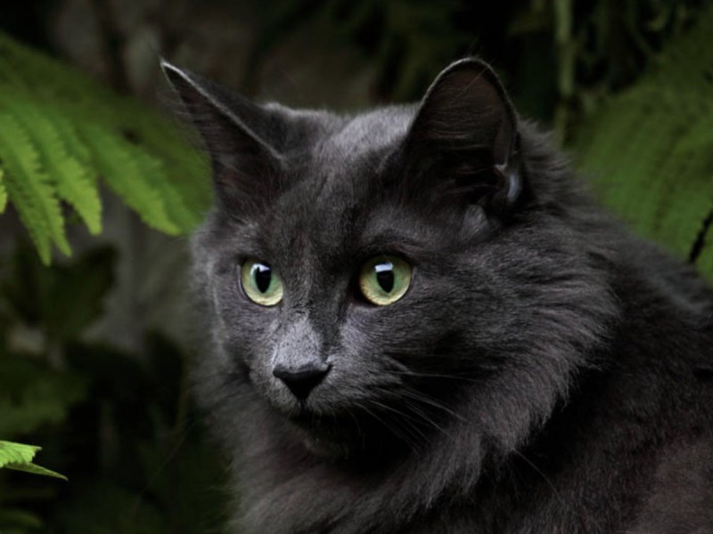 Черный кот кошачий глаз