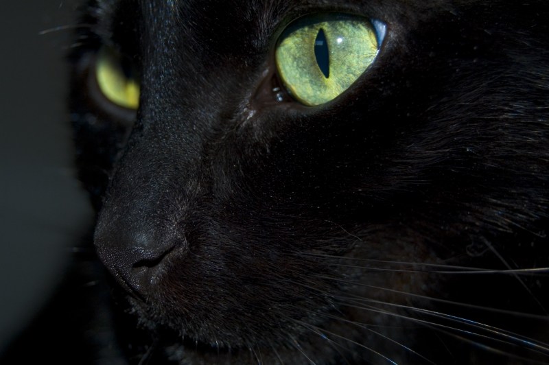 Черная кошка