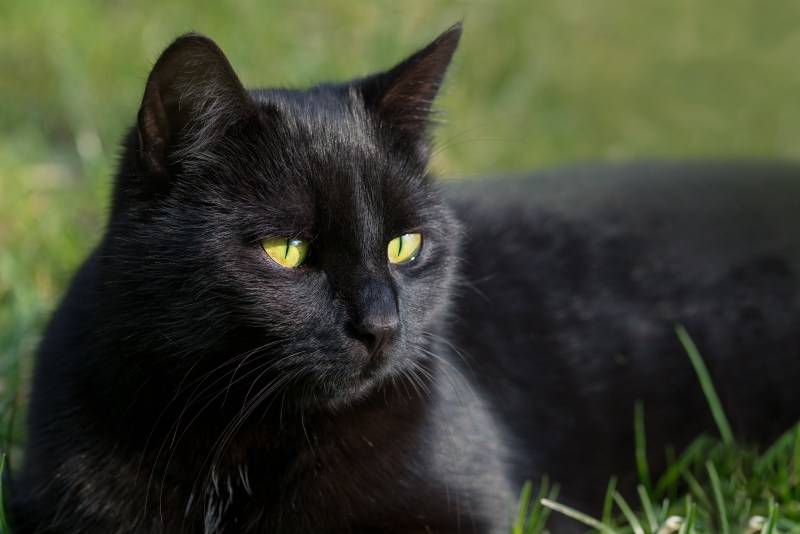 Кошачий глаз