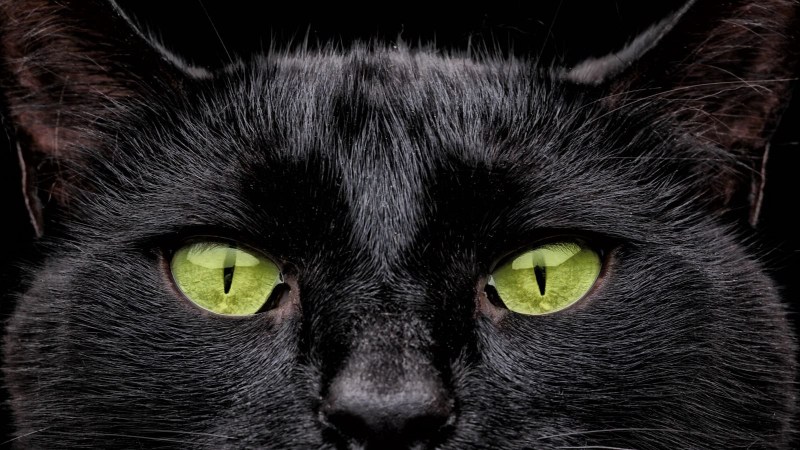 Чёрный котёнок с зелёными глазами