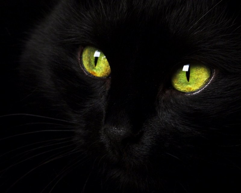 Чёрный кот