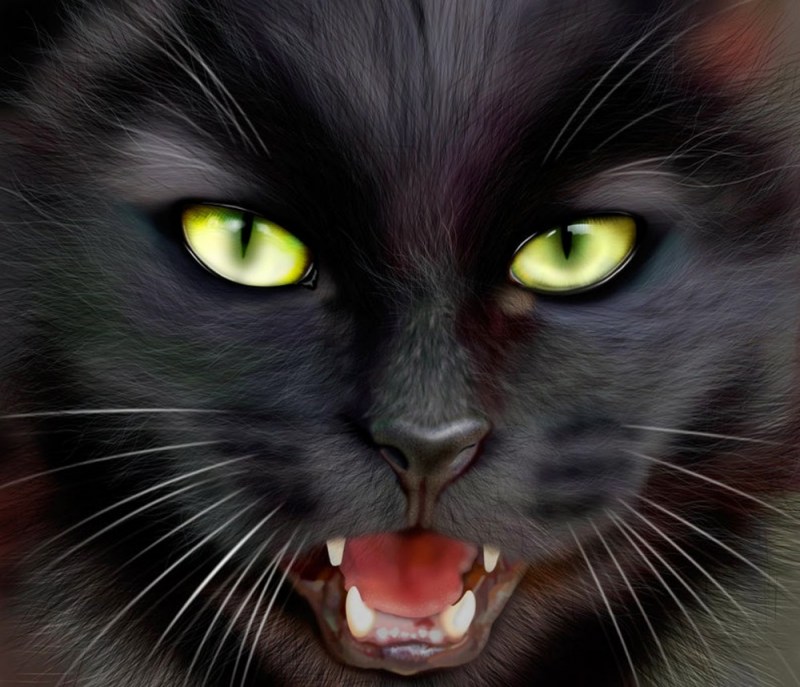 Чёрный кот