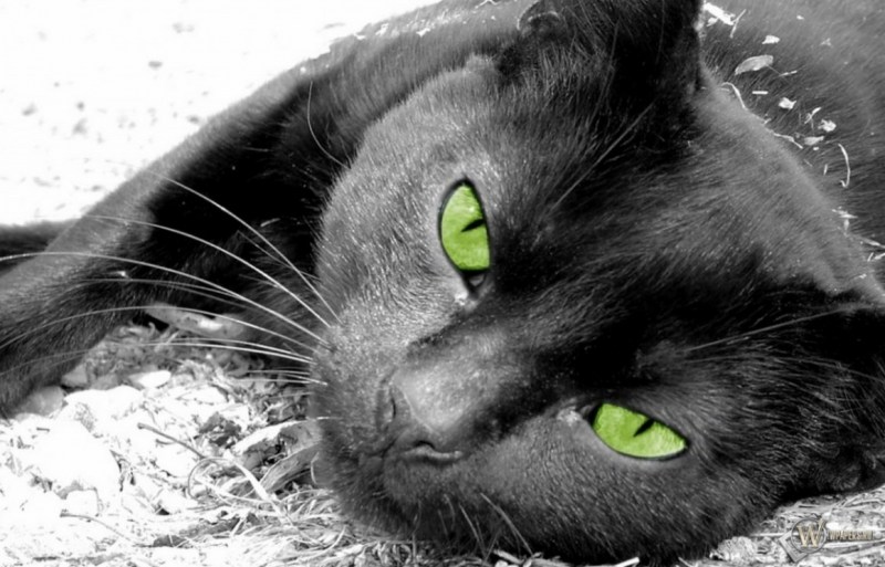 Чёрный кот