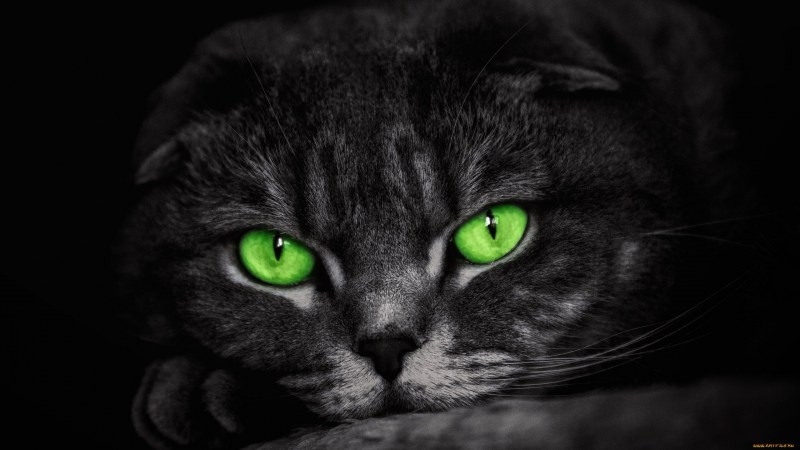 Нибелунг черный котенок