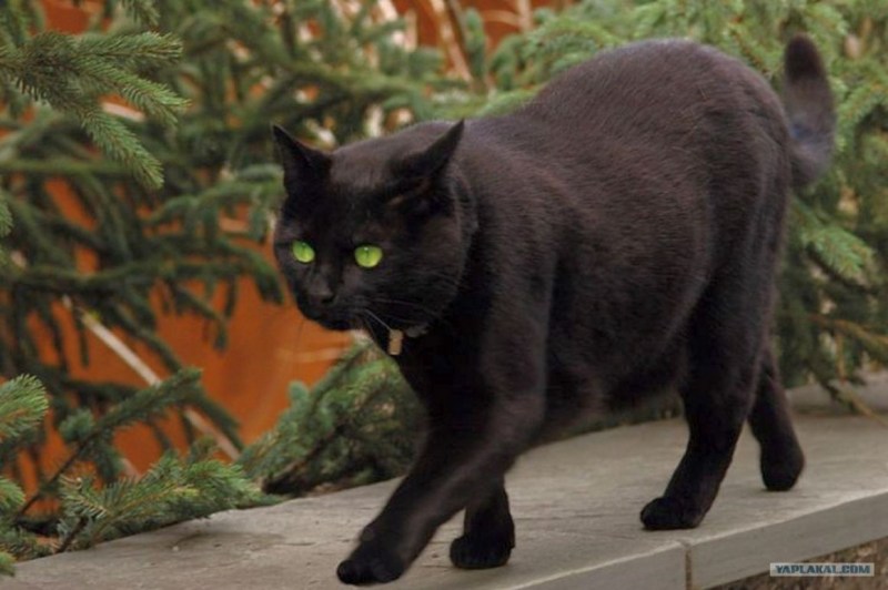 Черный котенок в траве