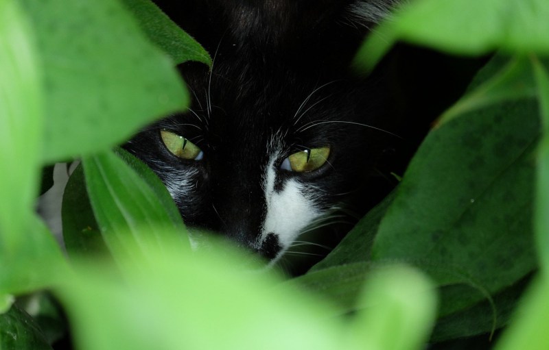 Черная кошка с котятами