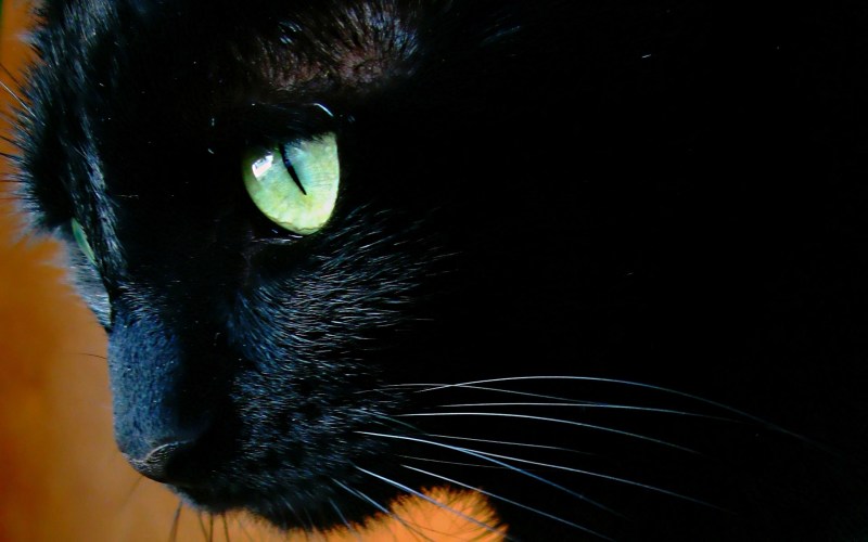 Красивая черная кошка