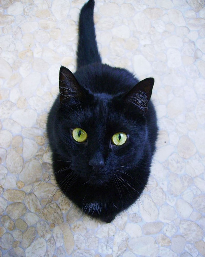 Кошка с зелеными глазами