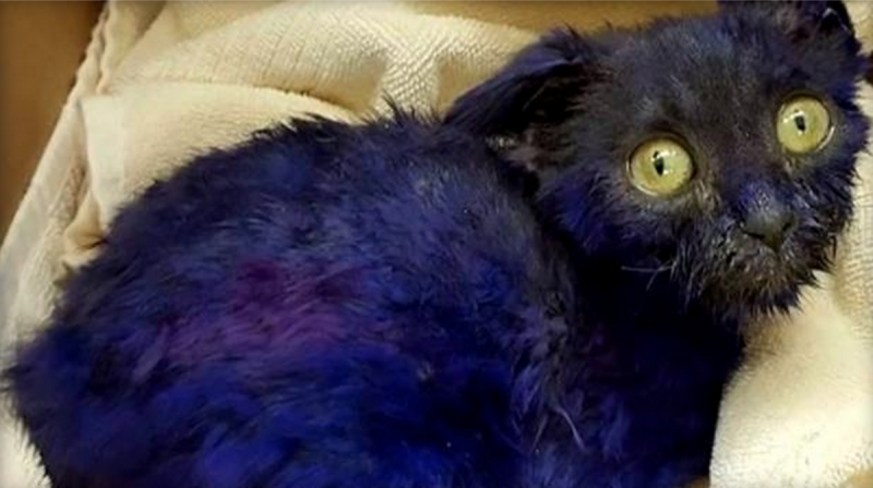 Кот с фиолетовой прической