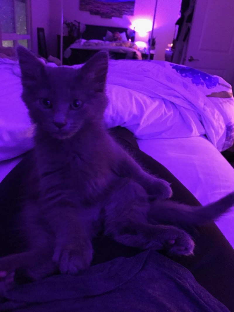 Фиолетовый котик