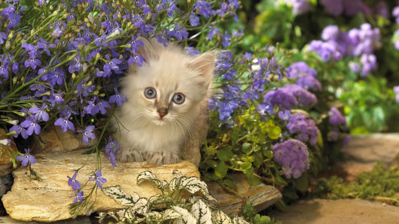 Котенок в весенних цветах