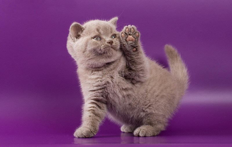 Котик на фиолетовом фоне
