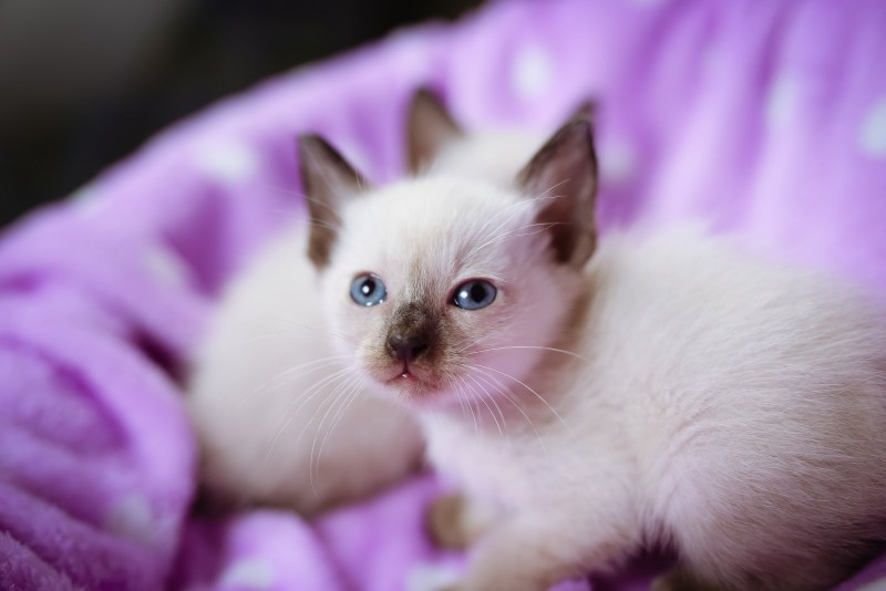 Сиамская кошка белая