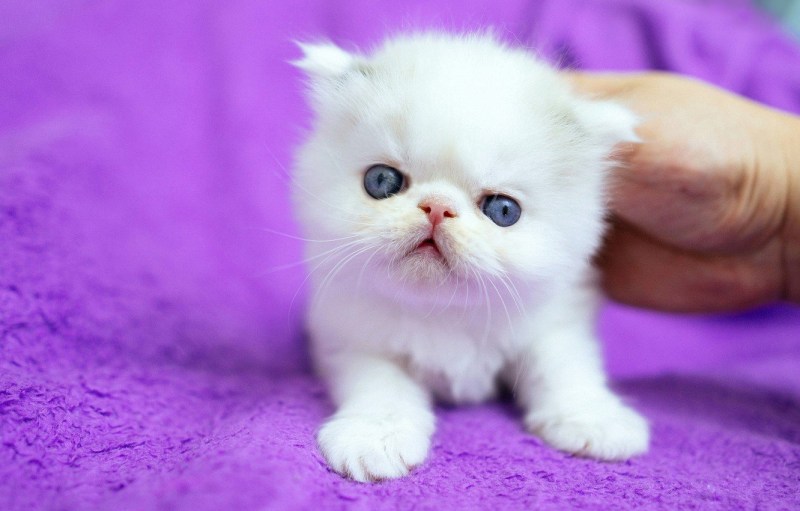 Милые котики