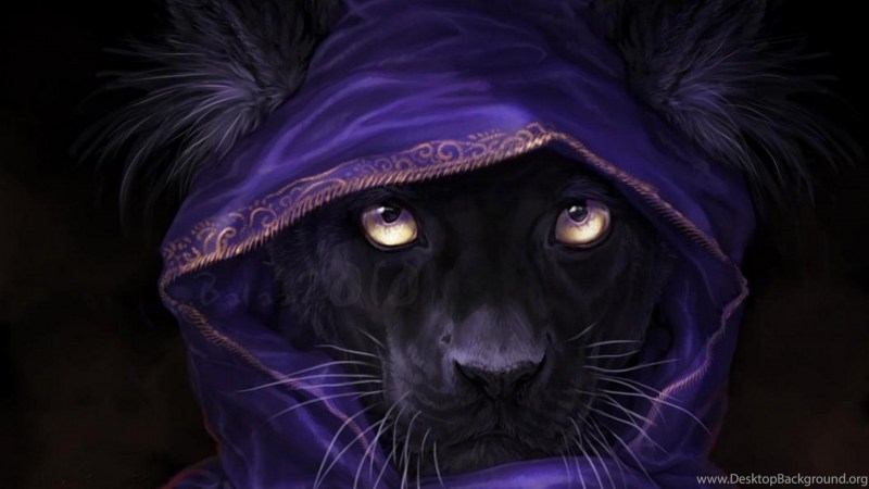 Кот в капюшоне