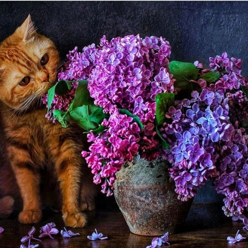 Кот и сирень