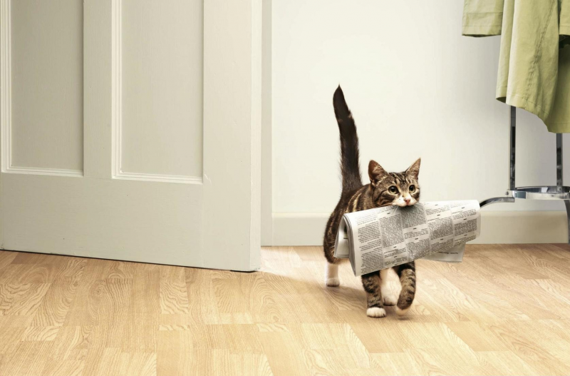 кошка приносит газету