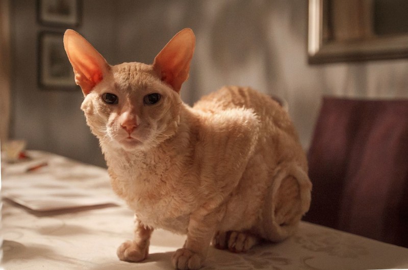 Сфинкс кошка Донской сфинкс