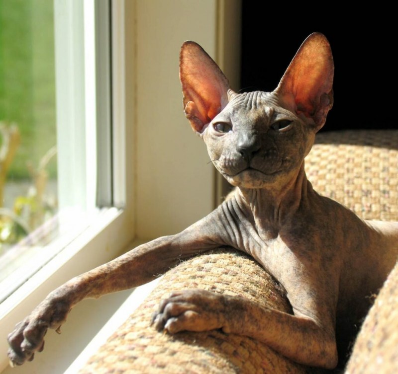 Корниш рекс кошка