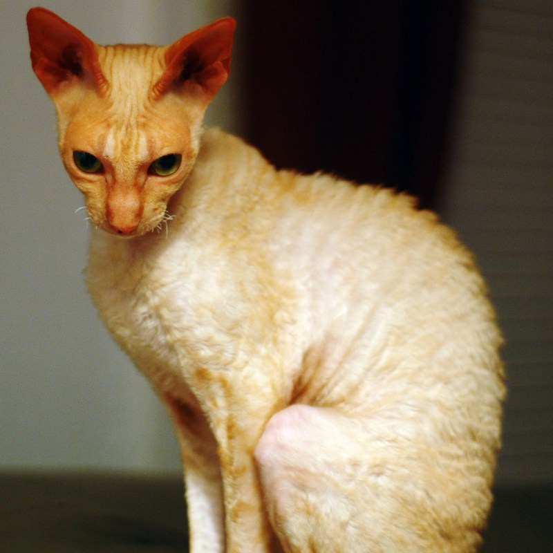 Коты породы Корниш рекс