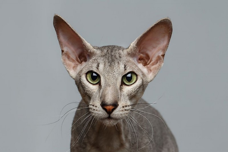 Коты породы Корниш рекс