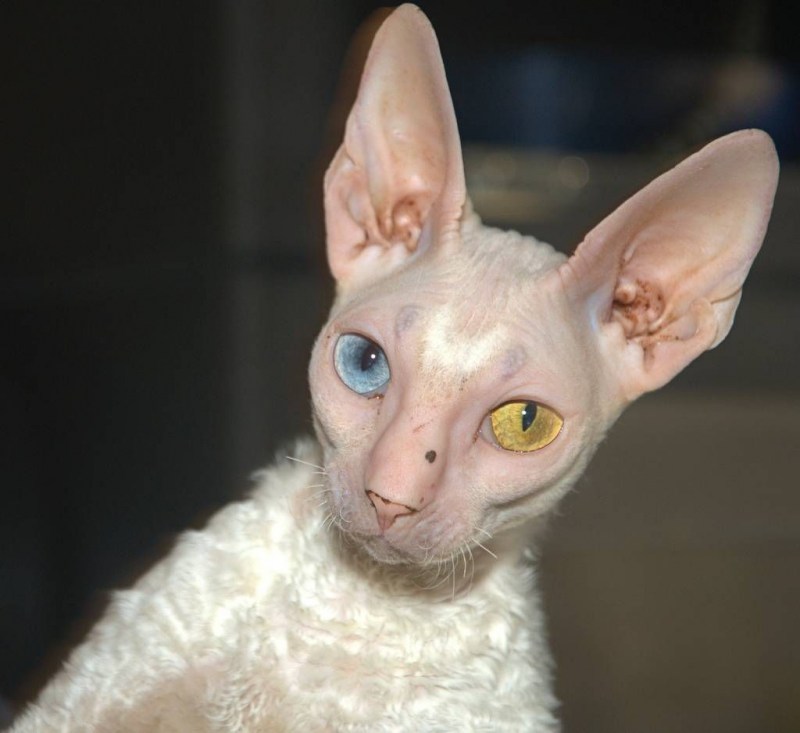 Коты породы Корниш рекс