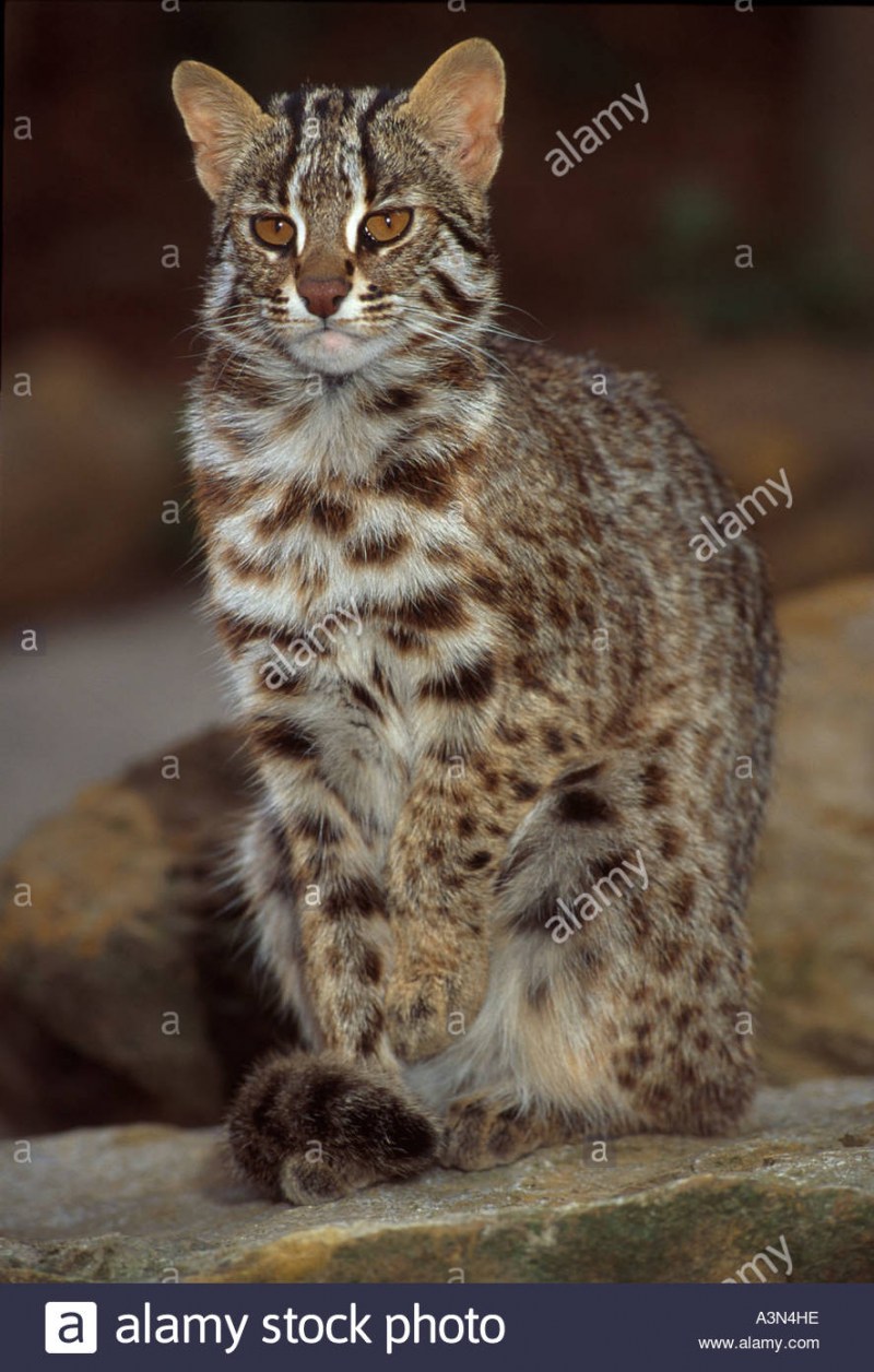 Дальневосточный Амурский Лесной кот
