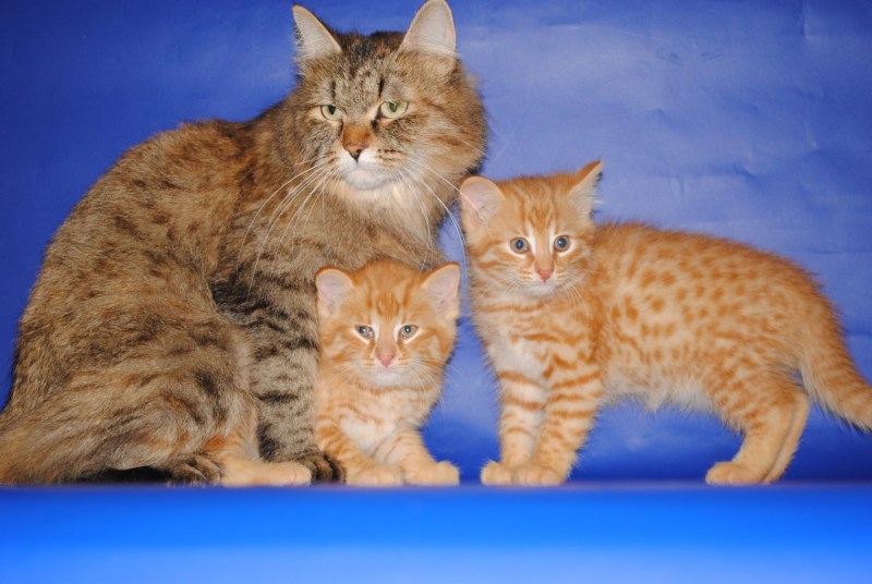 Амурский Лесной кот