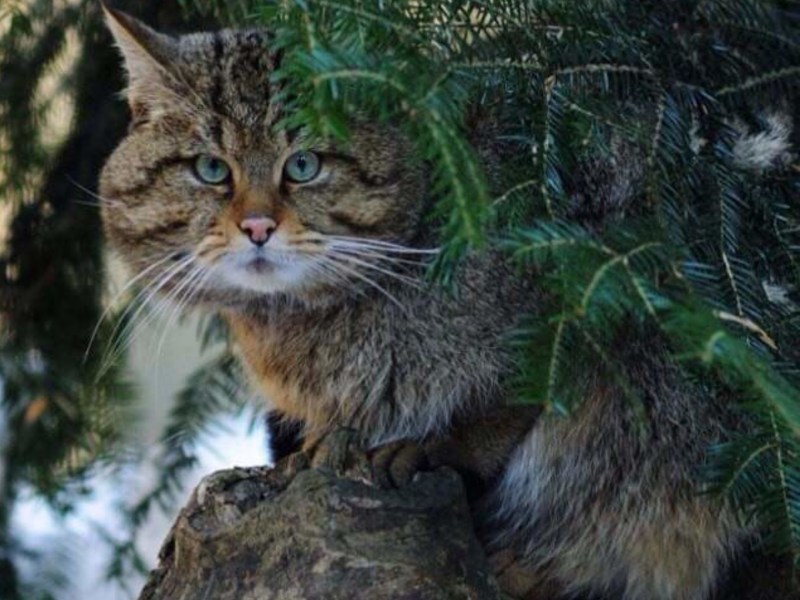 Амурский Лесной кот