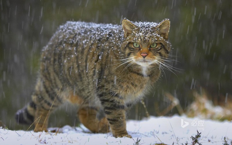 Амурский дикий Лесной кот