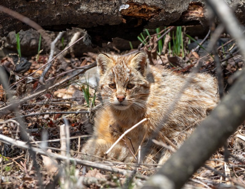 Амурский Лесной кот с потомством