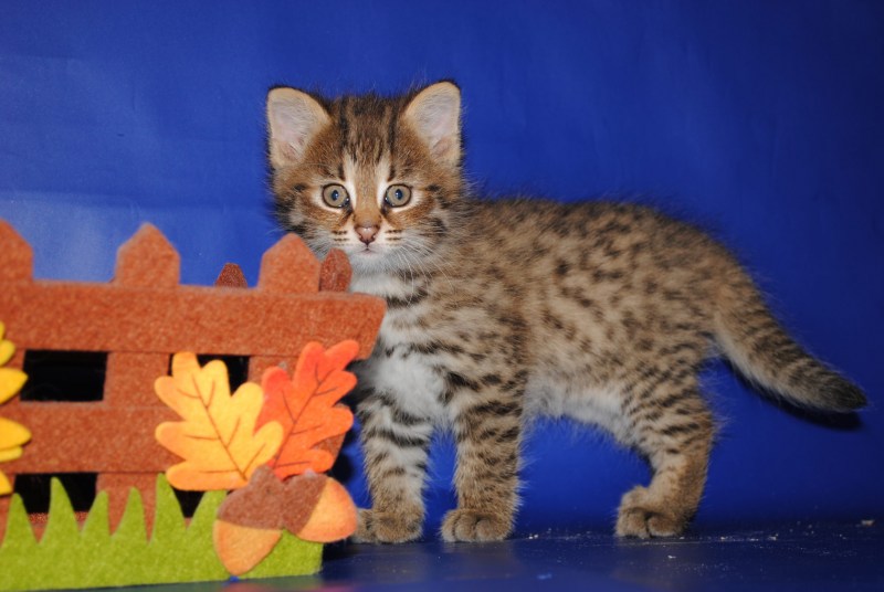 Уссурийский Амурский Лесной кот