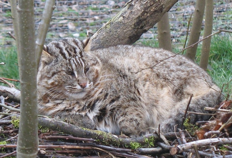 Уссурийская кошка