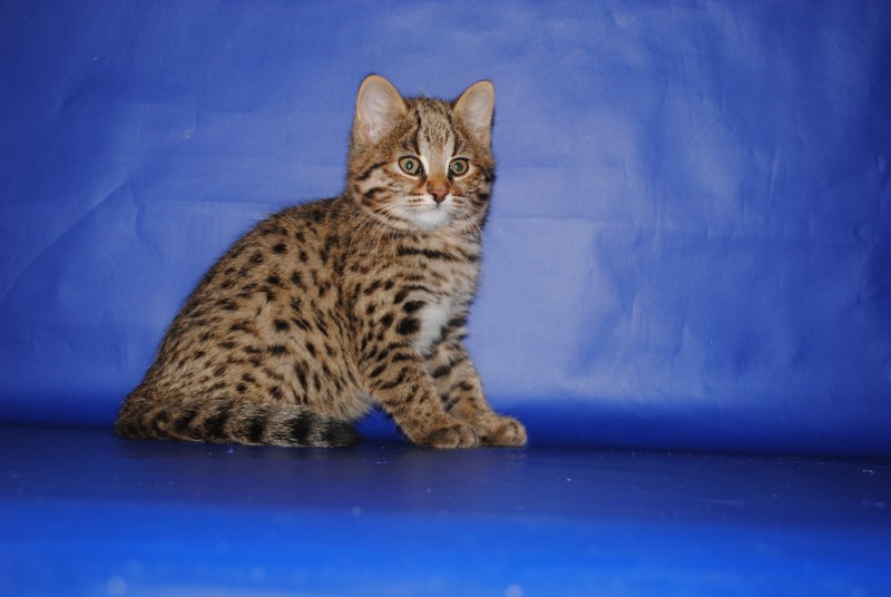 Уссурийская кошка Уссурийская кошка