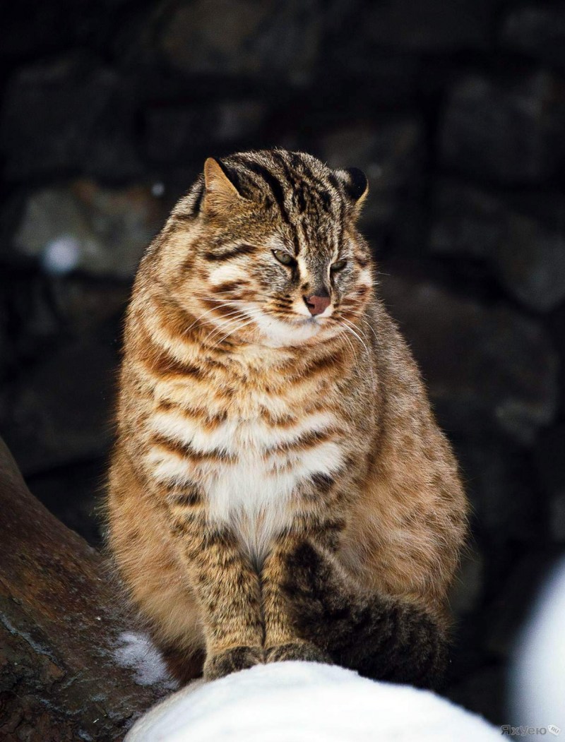 Амурский Лесной кот